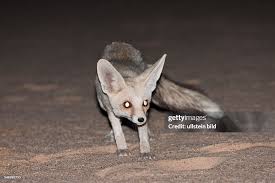 Attēlu rezultāti vaicājumam “Vulpes zerda”