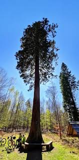 Image result for Mammutbaum