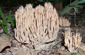 Attēlu rezultāti vaicājumam “Ramaria stricta”