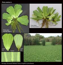 Attēlu rezultāti vaicājumam “Pistia stratiotes leaf”