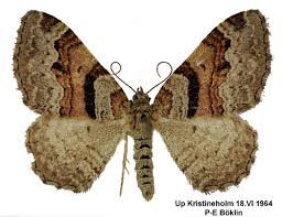 Attēlu rezultāti vaicājumam “Xanthorhoe designata”