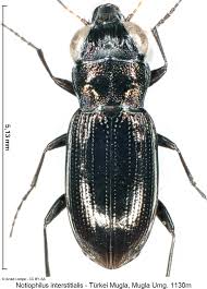 Attēlu rezultāti vaicājumam “Notiophilus germinyi”