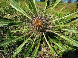 Attēlu rezultāti vaicājumam “Carlina biebersteinii”