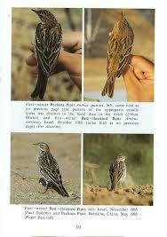 Image result for Anthus gustavi