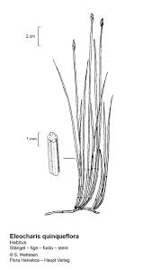 Attēlu rezultāti vaicājumam “Eleocharis quinqueflora”