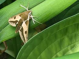 Image result for hawk moth
