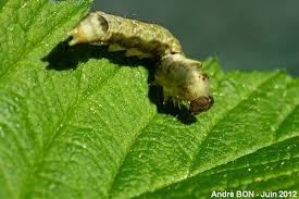 Attēlu rezultāti vaicājumam “Thyatira batis imago”