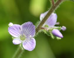 Attēlu rezultāti vaicājumam “Veronica officinalis flower”