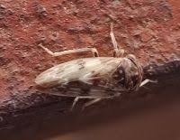 Attēlu rezultāti vaicājumam “Planaphrodes sp.”