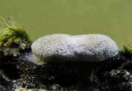 Attēlu rezultāti vaicājumam “Didymium proximum stalked”