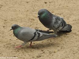 Attēlu rezultāti vaicājumam “Columba livia f. domestica”