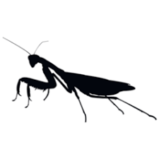 Attēlu rezultāti vaicājumam “Mantis religiosa”