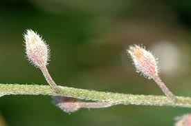 Attēlu rezultāti vaicājumam “Myosotis sparsiflora leaf”