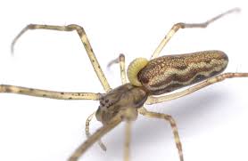 Attēlu rezultāti vaicājumam “Tetragnatha montana”