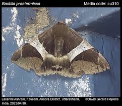 Attēlu rezultāti vaicājumam “Badhamiopsis praetermissa”