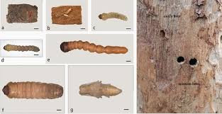 Attēlu rezultāti vaicājumam “Monochamus urussovi”