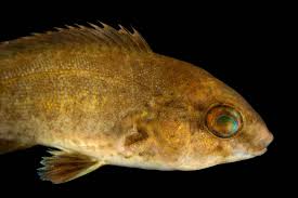 Image result for Tautoga onitis