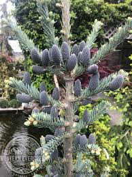 Attēlu rezultāti vaicājumam “Abies balsamea”