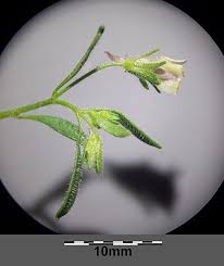 Attēlu rezultāti vaicājumam “Microrrhinum minus leaf”