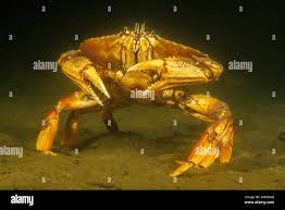 Image result for Metacarcinus magister