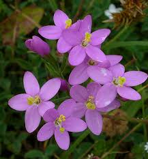 Attēlu rezultāti vaicājumam “Centaurium littorale flower”