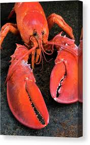 Image result for Homarus americanus