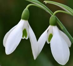 Attēlu rezultāti vaicājumam “Galanthus nivalis flower”