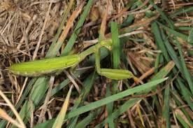 Attēlu rezultāti vaicājumam “Mantis religiosa”