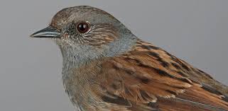 Attēlu rezultāti vaicājumam “Prunella modularis adult”