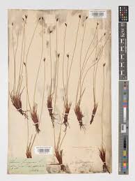 Attēlu rezultāti vaicājumam “Schoenus ferrugineus flower”