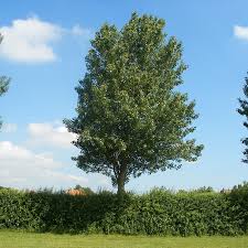 Attēlu rezultāti vaicājumam “Populus alba”