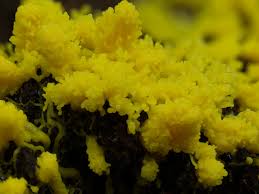 Attēlu rezultāti vaicājumam “Fuligo cinerea”