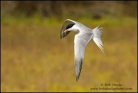 Image result for Sterna forsteri