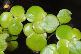 Attēlu rezultāti vaicājumam “Spirodela polyrhiza”