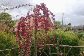 Attēlu rezultāti vaicājumam “Malus purpurea flower”