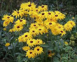 Image result for Rudbeckia Paradisio