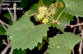 Attēlu rezultāti vaicājumam “Vitaceae”