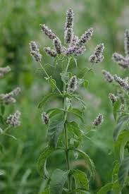Attēlu rezultāti vaicājumam “Mentha longifolia”
