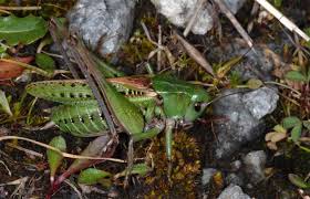 Attēlu rezultāti vaicājumam “Decticus verrucivorus”