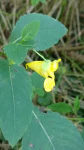 Attēlu rezultāti vaicājumam “Balsaminaceae”