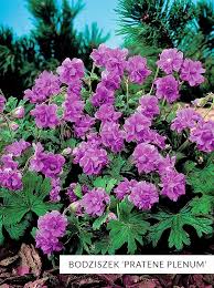 Image result for Storchschnäbel