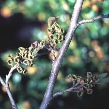 Attēlu rezultāti vaicājumam “Hamamelis vernalis bud”