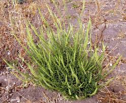 Image result for Reseda luteola