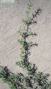 Attēlu rezultāti vaicājumam “Polygonum arenastrum”