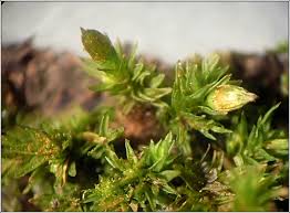 Attēlu rezultāti vaicājumam “Orthotrichum pumilum”