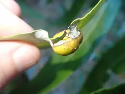 Attēlu rezultāti vaicājumam “Euura acutifoliae”