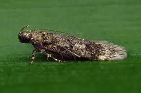 Attēlu rezultāti vaicājumam “Gelechia scotinella”