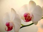 White Orchid Lovely Flower HD Wallpaper | Flowers Wallpapers