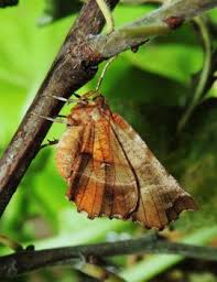 Attēlu rezultāti vaicājumam “Selenia dentaria imago”