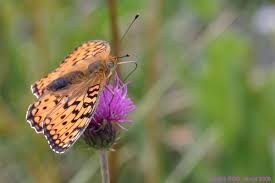 Attēlu rezultāti vaicājumam “Argynnis adippe underside”
